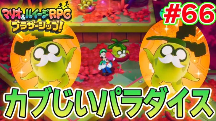 なぜこんなところにカブじいが!? マリルイ新作を実況プレイ！#66【マリオ&ルイージRPG ブラザーシップ】【ぽんすけ】