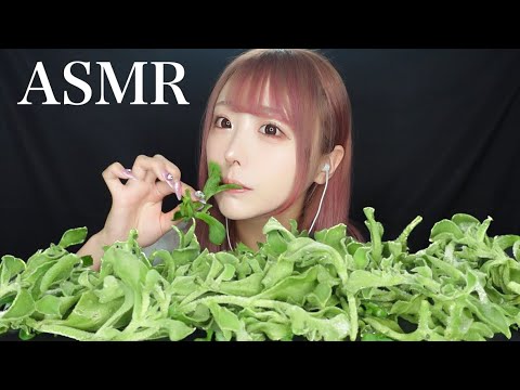 【ASMR】プチプチ食感の謎の葉っぱ🌱アイスプラントをいっぱい食べる❕【ice plant eating sounds】