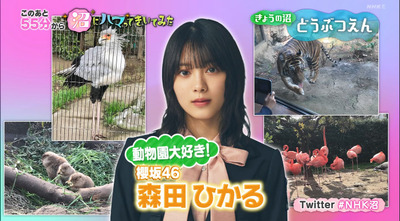 【櫻坂46】森田ひかる、上京してきて初めて上野動物園に行った結果【沼にハマってきいてみた 】