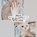 【SKE48】野村実代「駄々をこねる猫。」
