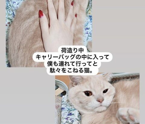 【SKE48】野村実代「駄々をこねる猫。」