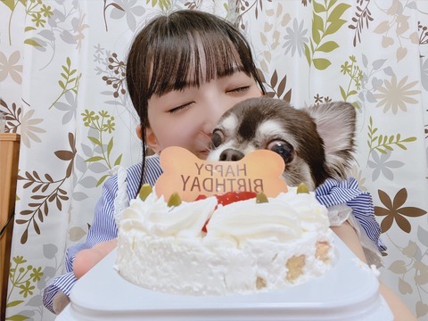 【SKE48】藤本冬香「ぽぽさん(愛犬)今日7歳のお誕生日です」