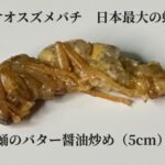 【SKE48】澤田奏音「初夢はこれに決まりだね 蛹（サナギ）は、香ばしくて 幼虫はクリーミーで美味しいよ」