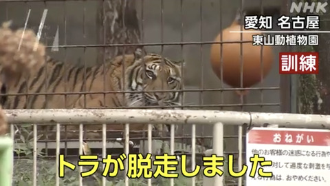 【訓練】名古屋市の東山動植物園の裏手にある山が大雨で崩落してトラがオリから脱走したという想定で行われました。