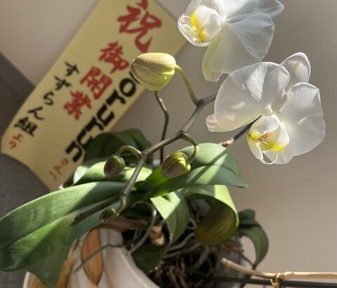 【元SKE】山内鈴蘭「有り難いことに、お祝いで頂いた胡蝶蘭が毎年新しい芽が生えて綺麗に咲いてくれています」