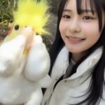 【櫻坂46】とりきち、完売【中川智尋 四期生 First Showcase】