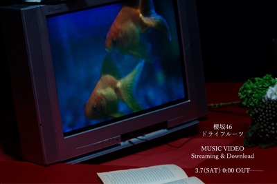 【速報】珍しい日に公開！櫻坂46BACKS曲『ドライフルーツ』MV解禁へ