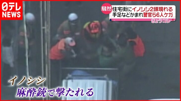 【騒然】公園にイノシシ２匹出現…６人けが 広島