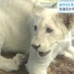 ホワイトライオンの赤ちゃん公開　施設内を元気に走り回る　姫路セントラルパーク（2021年12月25日）