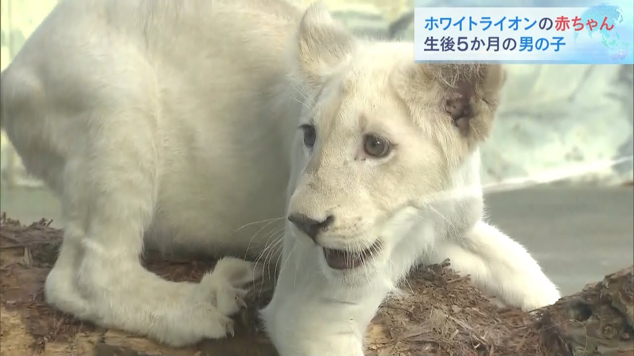 ホワイトライオンの赤ちゃん公開　施設内を元気に走り回る　姫路セントラルパーク（2021年12月25日）
