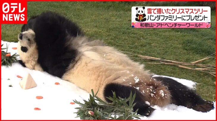 【プレゼント】パンダの彩浜に雪で描いたクリスマスツリー