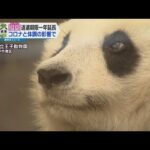 神戸市王子動物園のパンダ「旦旦（タンタン）」　返還期限が１年延長　コロナと体調の影響で