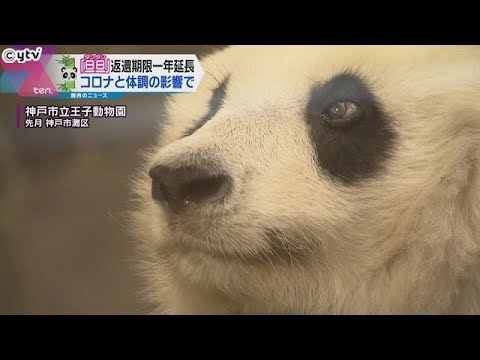 神戸市王子動物園のパンダ「旦旦（タンタン）」　返還期限が１年延長　コロナと体調の影響で