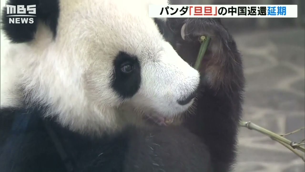 王子動物園パンダ「旦旦」の中国返還“１年延期”決定　コロナ影響と病状観察のため（2021年12月27日）