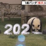 パンダも迎春準備　１歳のパンダ「楓浜」の運動場に門松と『２０２２年』オブジェ（2021年12月27日）