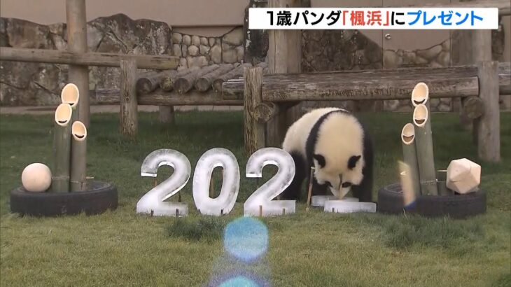 パンダも迎春準備　１歳のパンダ「楓浜」の運動場に門松と『２０２２年』オブジェ（2021年12月27日）