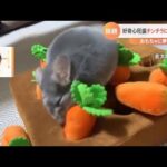 【一押し映像】好奇心旺盛なチンチラ 夢中な姿にメロメロ