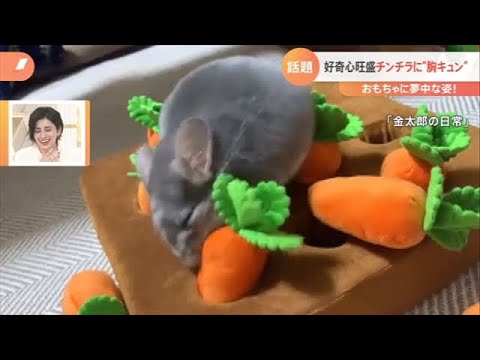 【一押し映像】好奇心旺盛なチンチラ 夢中な姿にメロメロ