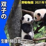 【最新映像】上野動物園 双子の赤ちゃんパンダ 木登りも上手に でも時々すってんころりん（１２月２７日撮影）