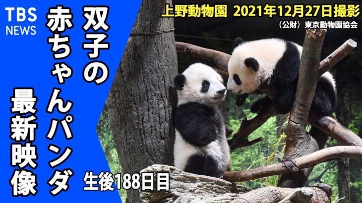 【最新映像】上野動物園 双子の赤ちゃんパンダ 木登りも上手に でも時々すってんころりん（１２月２７日撮影）