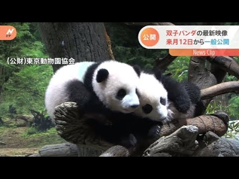 上野動物園の双子パンダ 来月１２日から一般公開