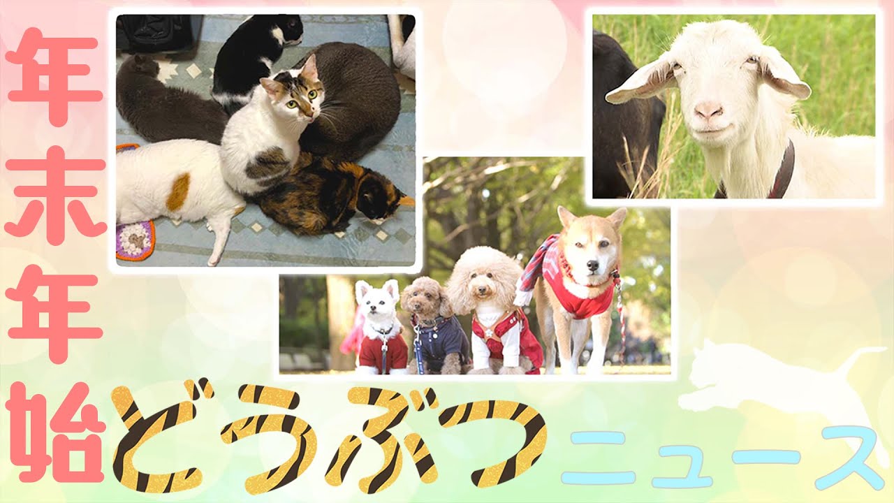 【年末年始どうぶつニュース】可愛くて面白い動物たちが大集合 ~ 年末年始に癒されること間違いなし!