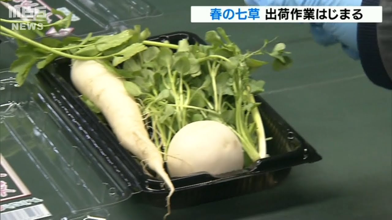 徳島・阿南市で『七草の出荷作業』始まる　京阪神を中心に約１５万パックの出荷見込み（2021年12月30日）