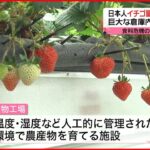 【植物工場】日本人、イチゴ量産に世界初成功　食料危機への打開策となるか