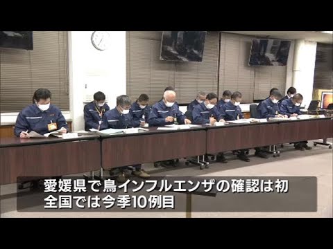 愛媛県で鳥インフルエンザ、西条市の養鶏場で約８０羽死ぬ