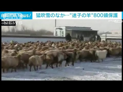 新疆ウイグル　吹雪で不明の羊飼い4人と羊800頭保護(2021年12月27日)