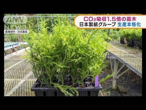 日本製紙、二酸化炭素の吸収1.5倍の苗木を生産(2022年1月19日)
