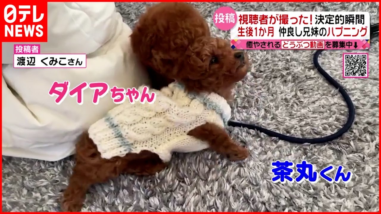 【仲良し】“生後1か月”トイプードルの兄妹！ じゃれ合ってセーターが…