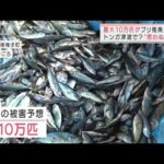 最大10万匹・・・ブリ稚魚大量死　津波が影響か？　トンガ「15m津波」で3人死亡(2022年1月19日)