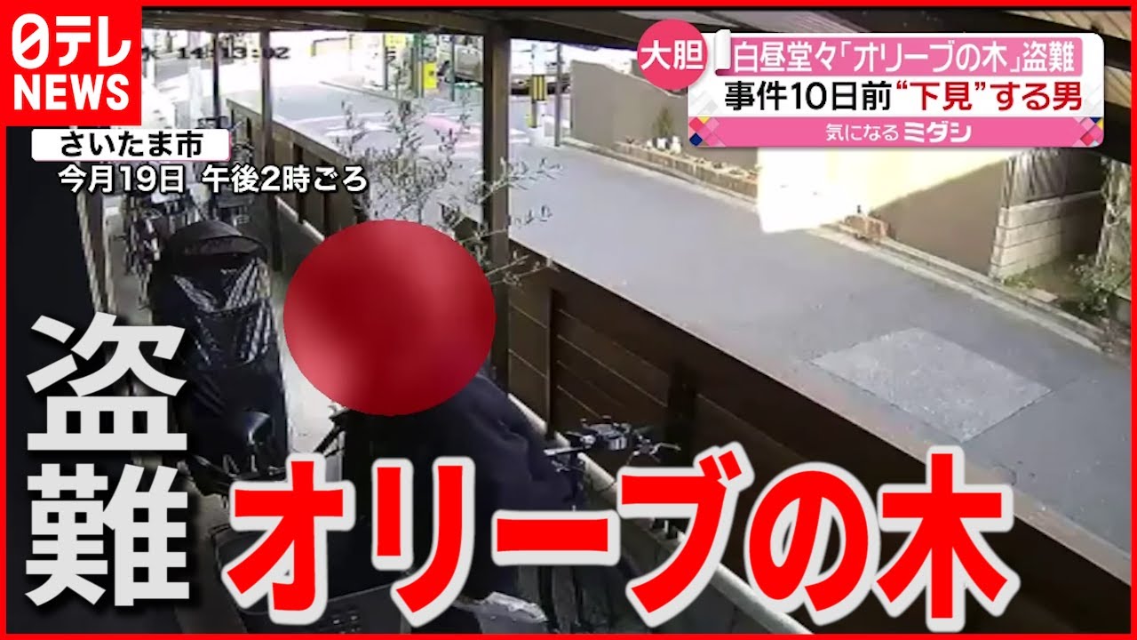 【大胆】事件10日前に下見？ 白昼堂々“オリーブの木”盗難