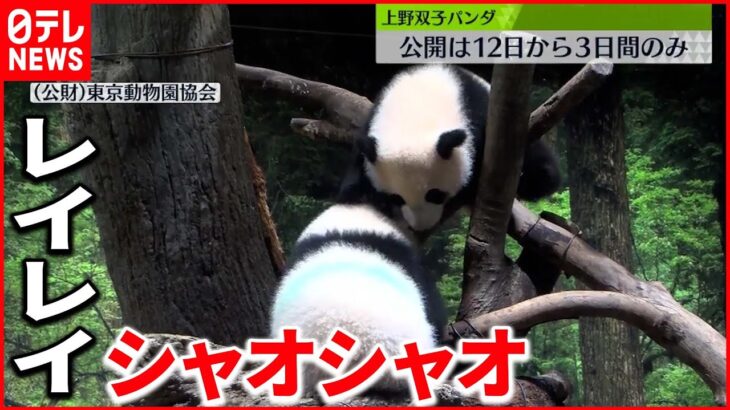 【発表】上野動物園の双子パンダ　12日から3日間のみ公開