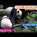 1分のために「朝5時から」・・・上野動物園の“双子パンダ”一般公開(2022年1月13日)