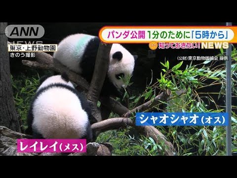 1分のために「朝5時から」・・・上野動物園の“双子パンダ”一般公開(2022年1月13日)