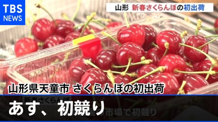 さくらんぼの初出荷 促成栽培の「佐藤錦」 去年は１箱１００万円