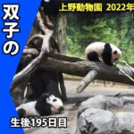 【最新映像】初お目見えまであとちょっと！上野動物園　双子の赤ちゃんパンダ（１月３日撮影）