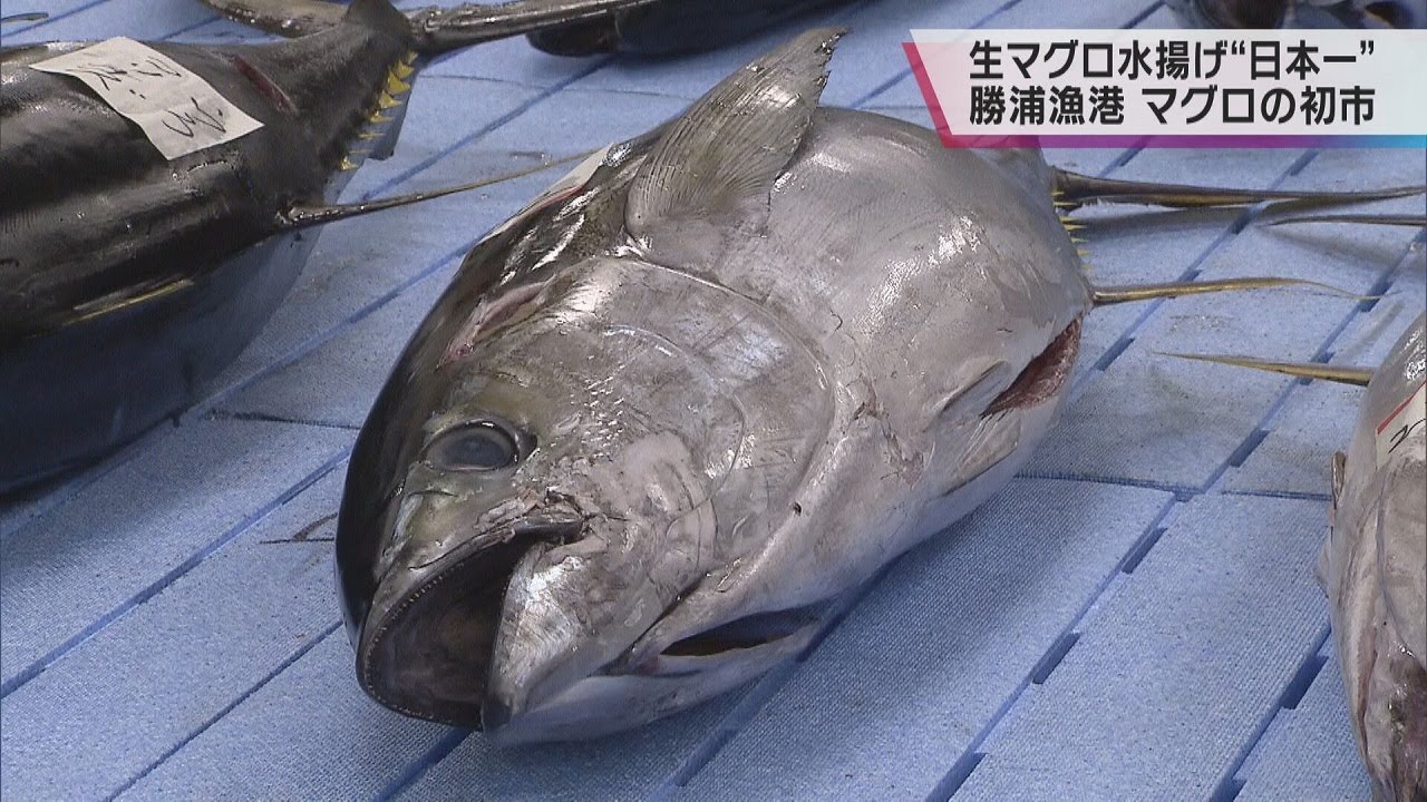 生マグロの水揚げ“日本一”　和歌山・勝浦漁港でマグロの初市　１キロ４５００円前後で競り落とされる