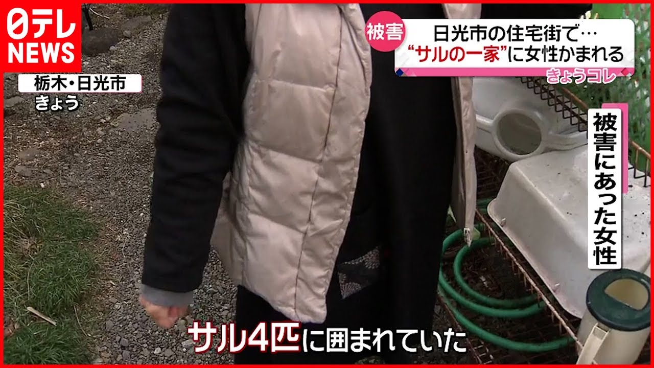 【被害】７６歳女性 猿４匹に襲われる　日光市