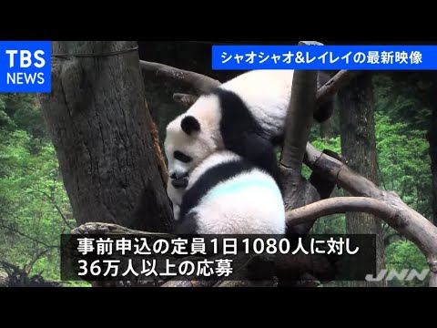 来週初公開、双子のジャイアントパンダ 最新映像