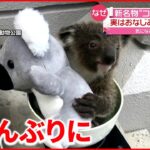 【成長】”コアラ丼”で体重測定 ぬいぐるみと一緒に