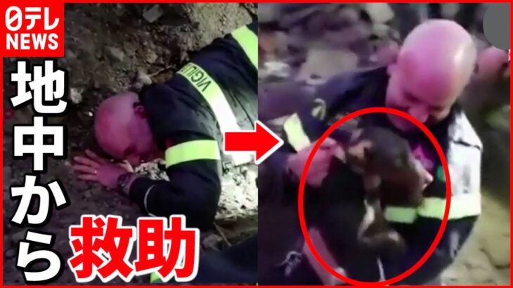 【救助】キツネの巣穴に犬２匹が… 消防隊員が懸命の救助 イタリア