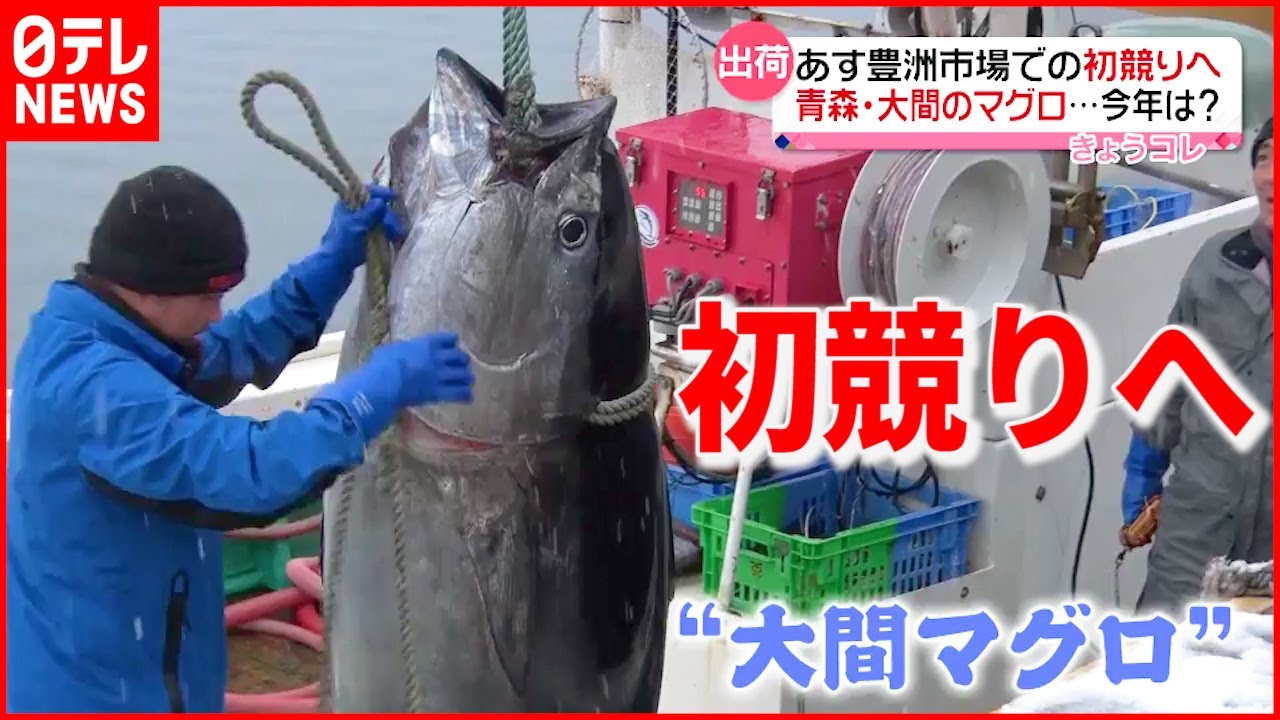 【今年の値段は？】青森の大間マグロ あす豊洲で初競り