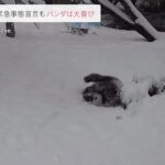 大雪で緊急事態宣言もパンダは大喜び 米・ワシントン【news23】