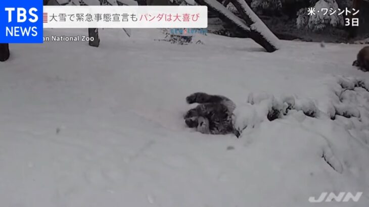 大雪で緊急事態宣言もパンダは大喜び 米・ワシントン【news23】