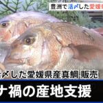 コロナ禍の産地支援 豊洲で活〆した愛媛県産真鯛 販売