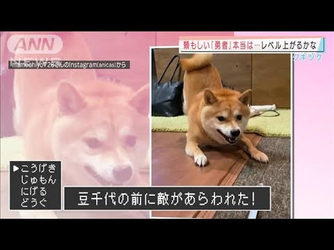 飼い主さま守るため・・・必死に立ち向かう敵は？(2022年1月5日)