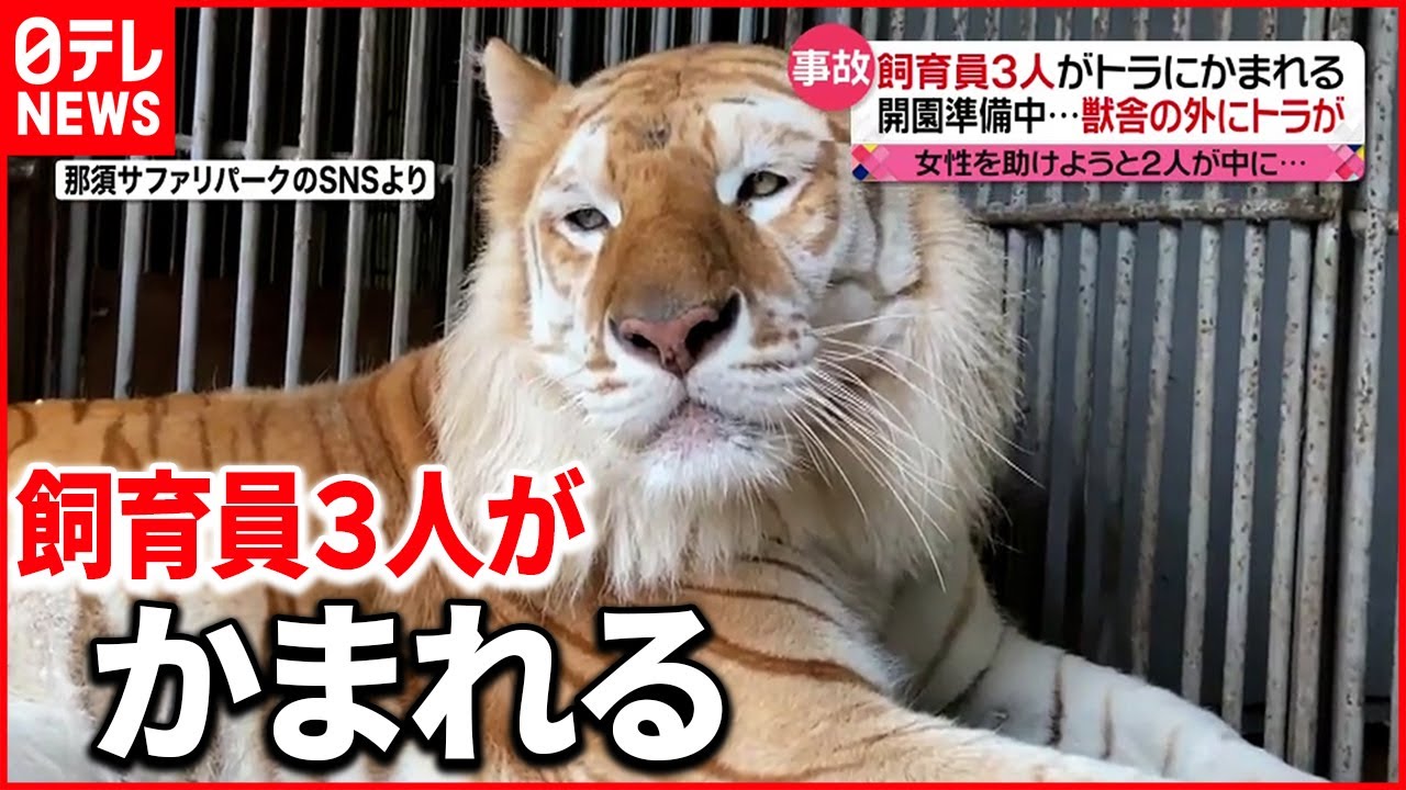 【事故】体長２ｍの虎が…飼育員３人骨折などのケガ